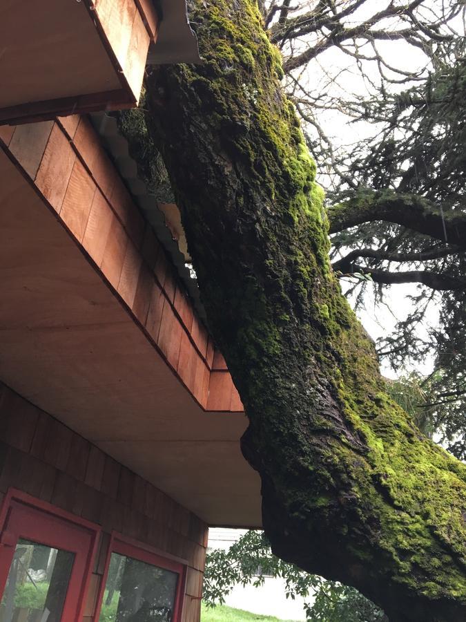 Almabosque Cabanas Puerto Varas Bagian luar foto