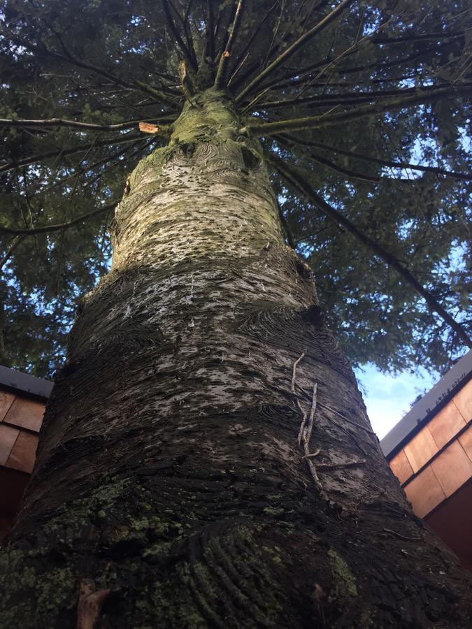 Almabosque Cabanas Puerto Varas Bagian luar foto